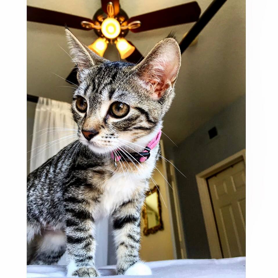 Meet Mochi the Cutest House Lion on the Block.