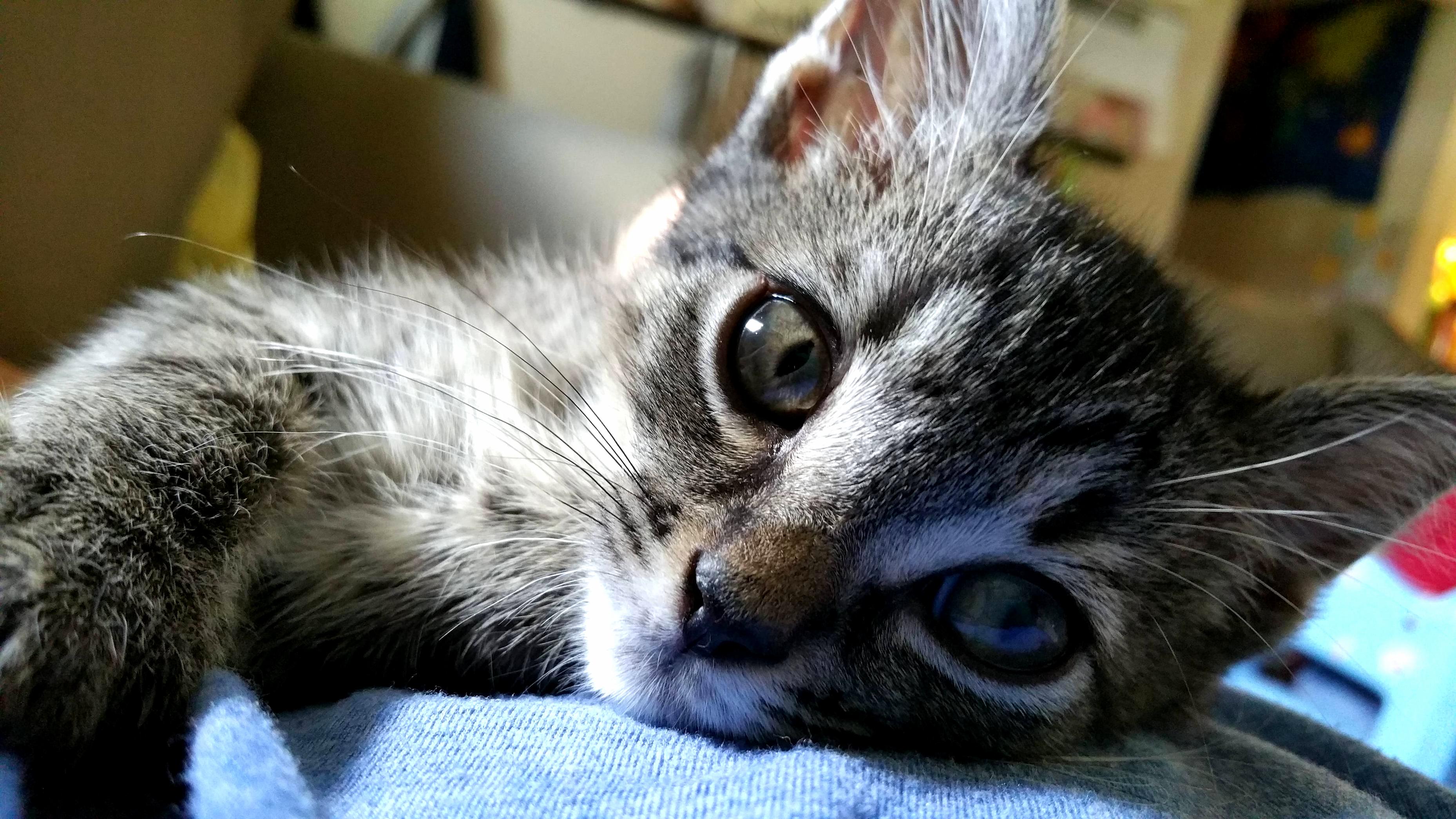 Meet Momo My New Cuddle Bug.