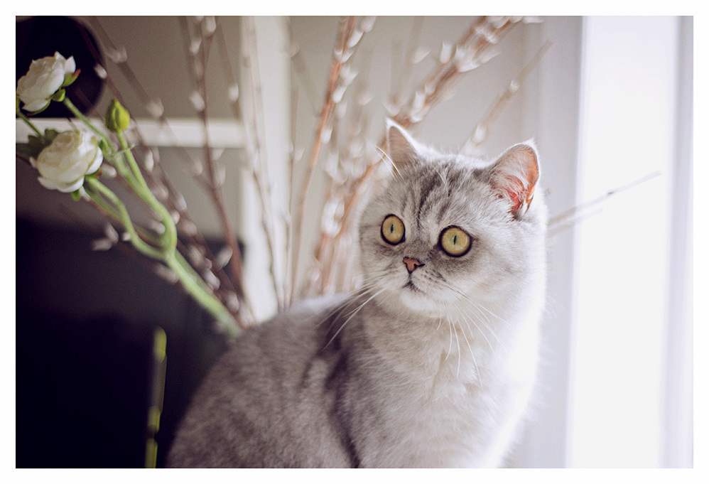Meet My Kitty Coco