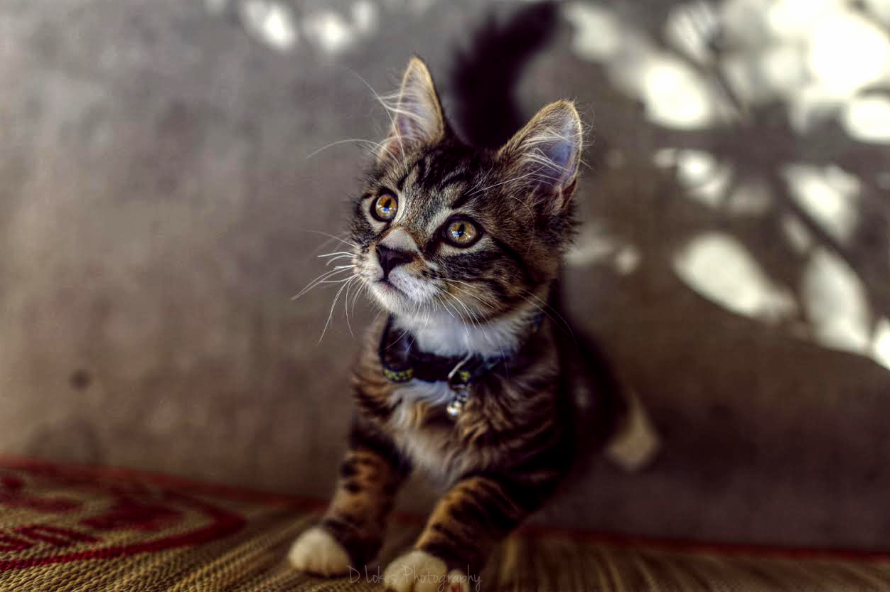 Meet Rexx