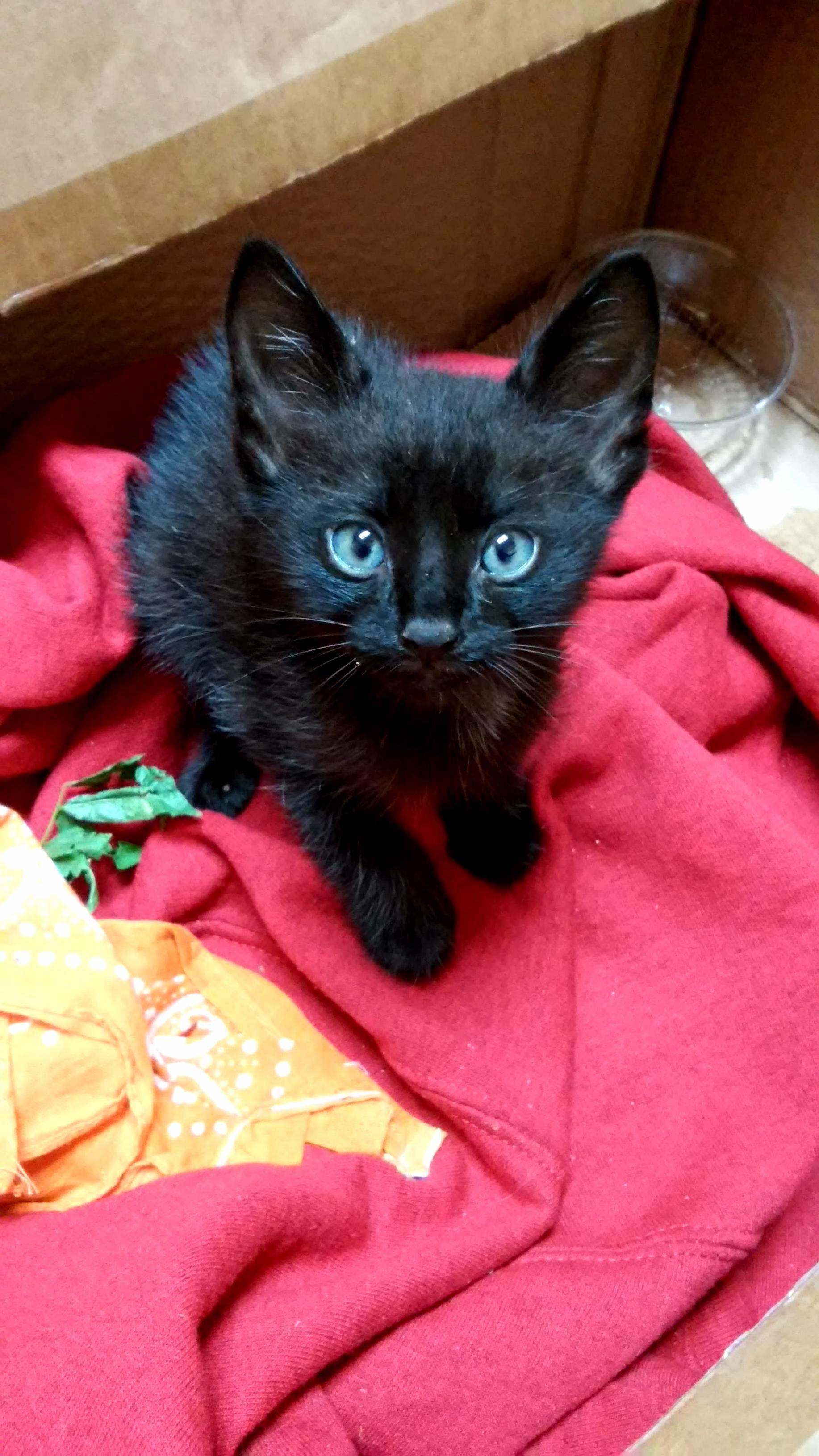 Meet Xerxes