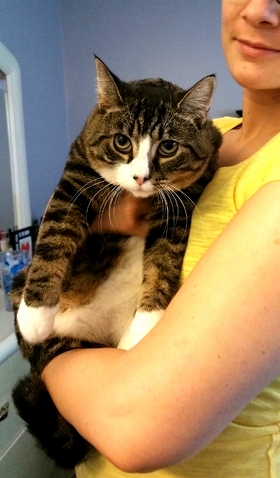 Meow Everyone My Name Is Phoebe