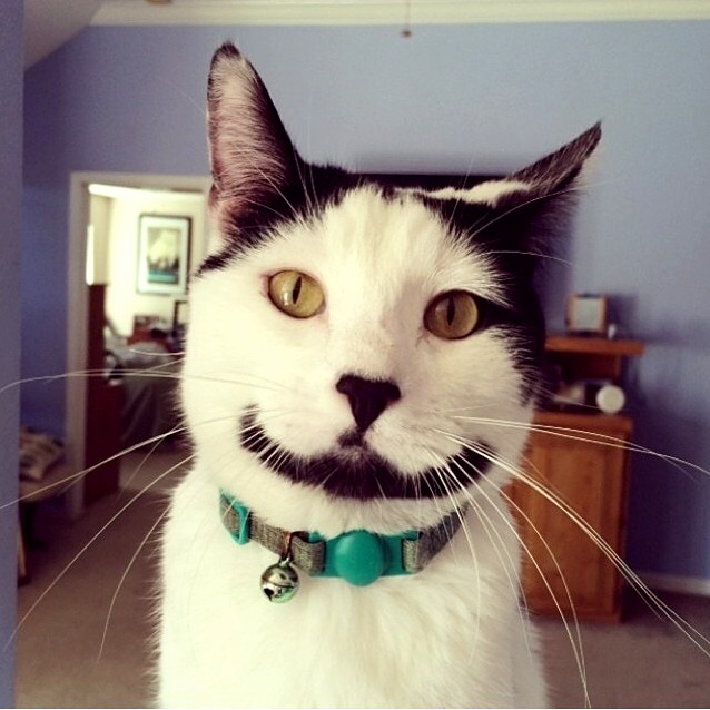Meow So Serious