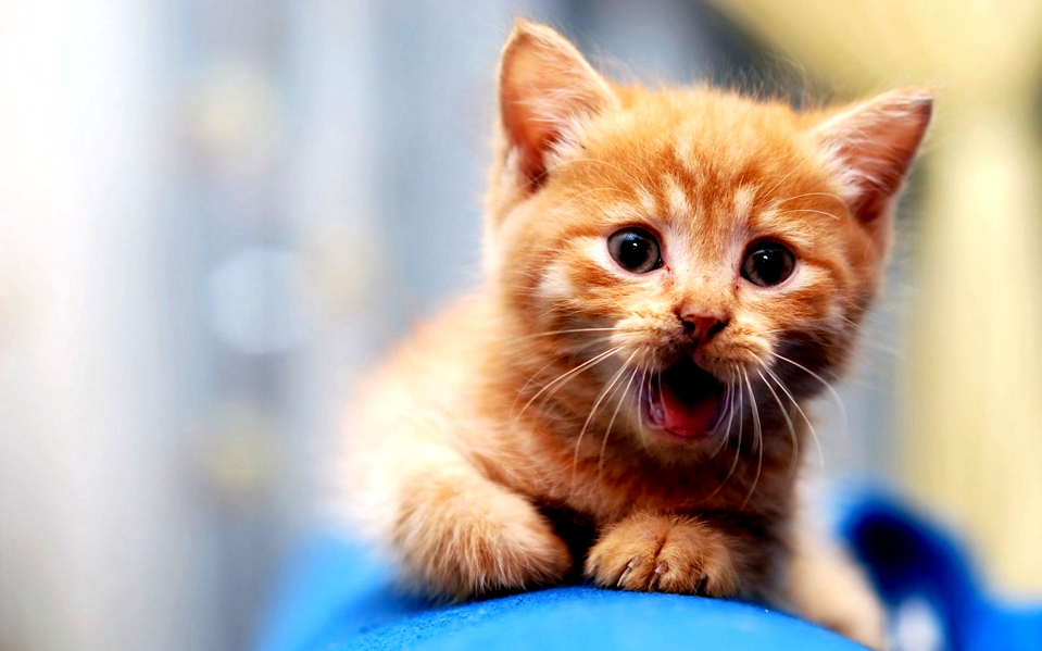 Meow