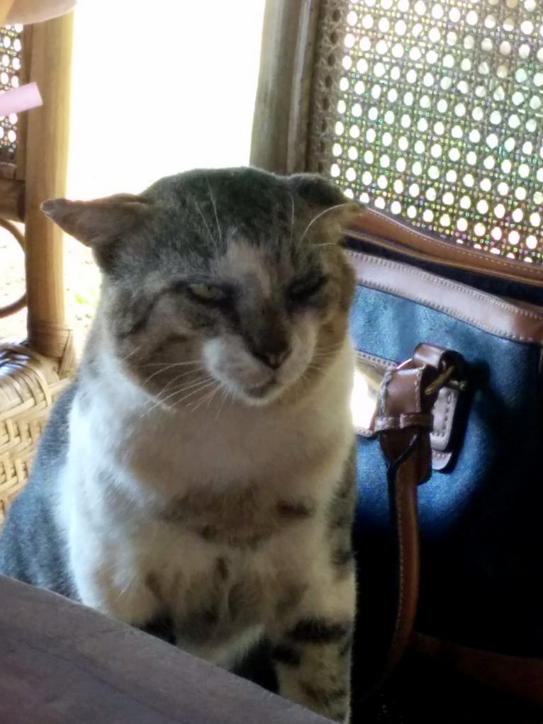 Met Grumpy Cat Sibling.