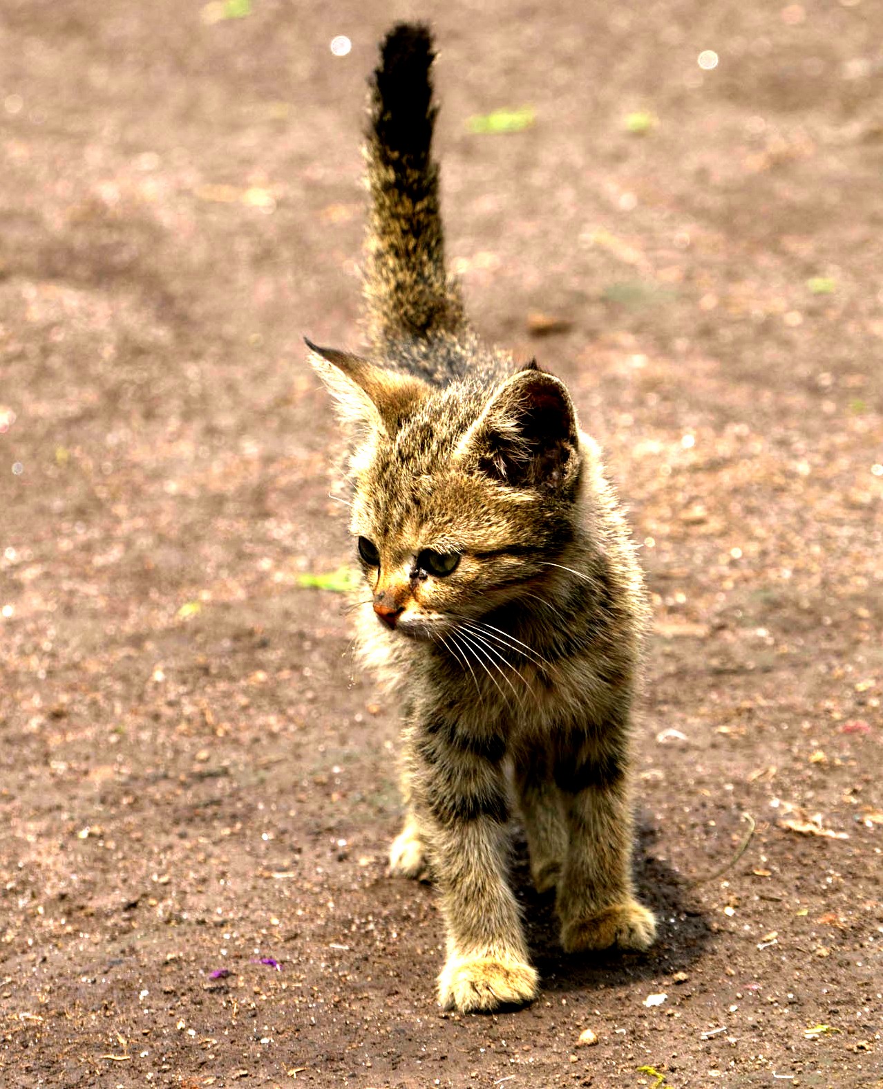 Met This Little Fella in Kenya