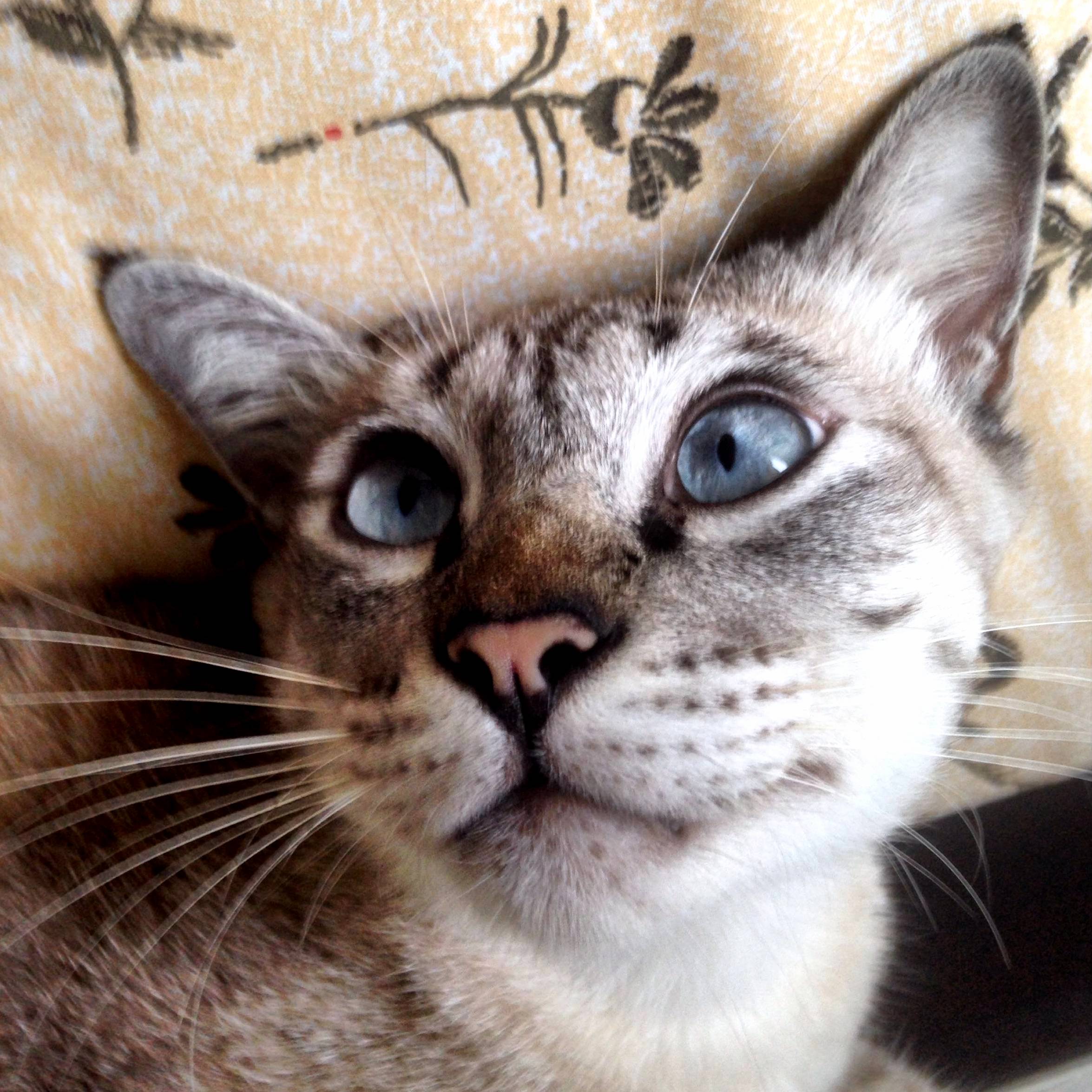 Miao San Is Funny Today
