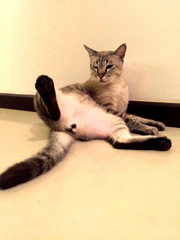 Miao San Is Like a Boss