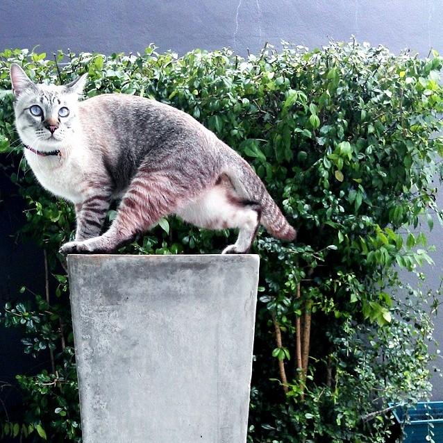 Miao San Is Like a Garden Sculpture