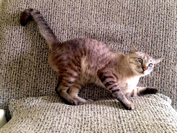Miao San Is Posing