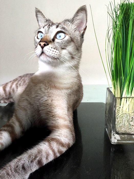 Miao San Os Just a Little Surprised