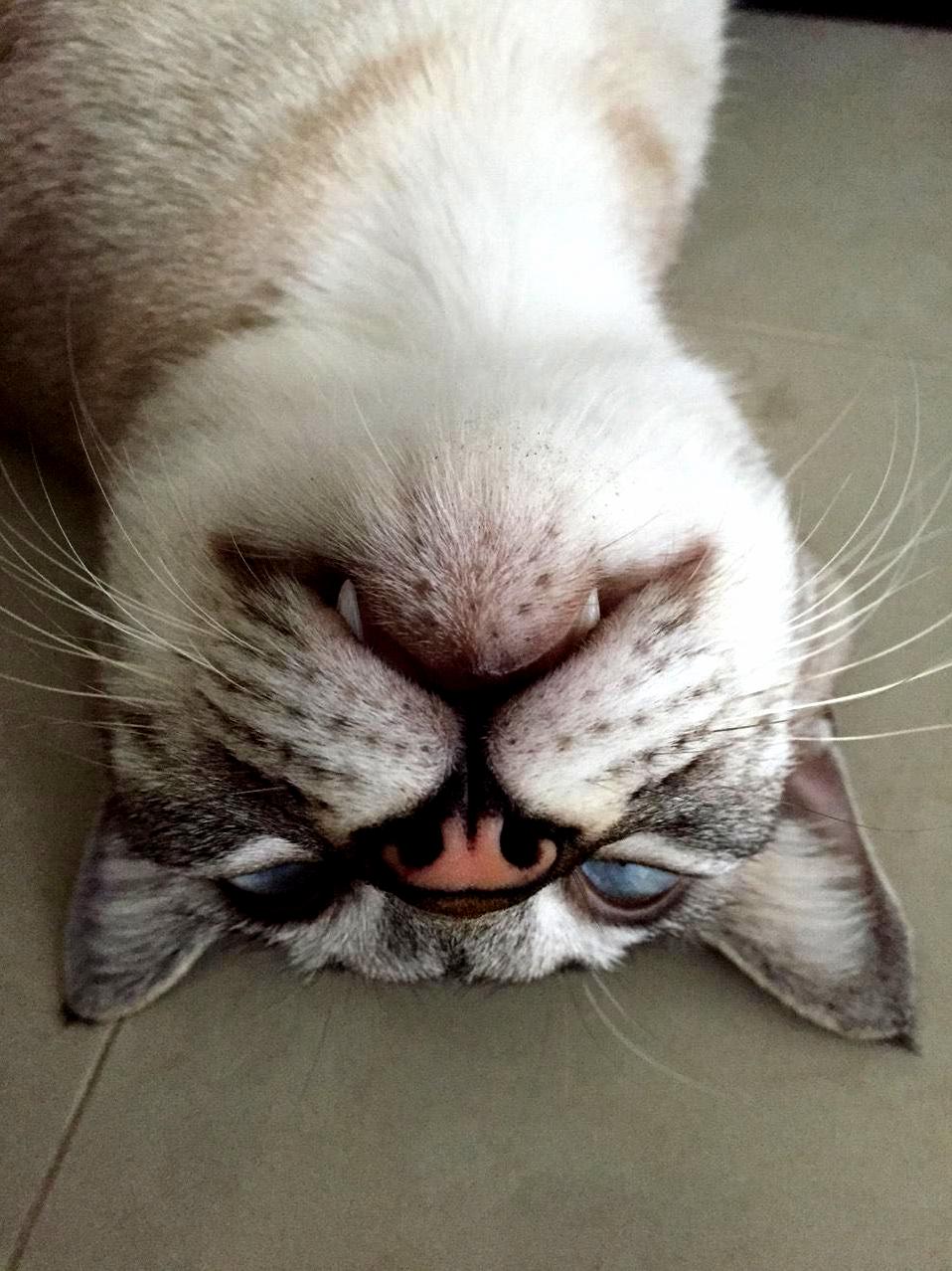 Miao Sans Lovely Teeth