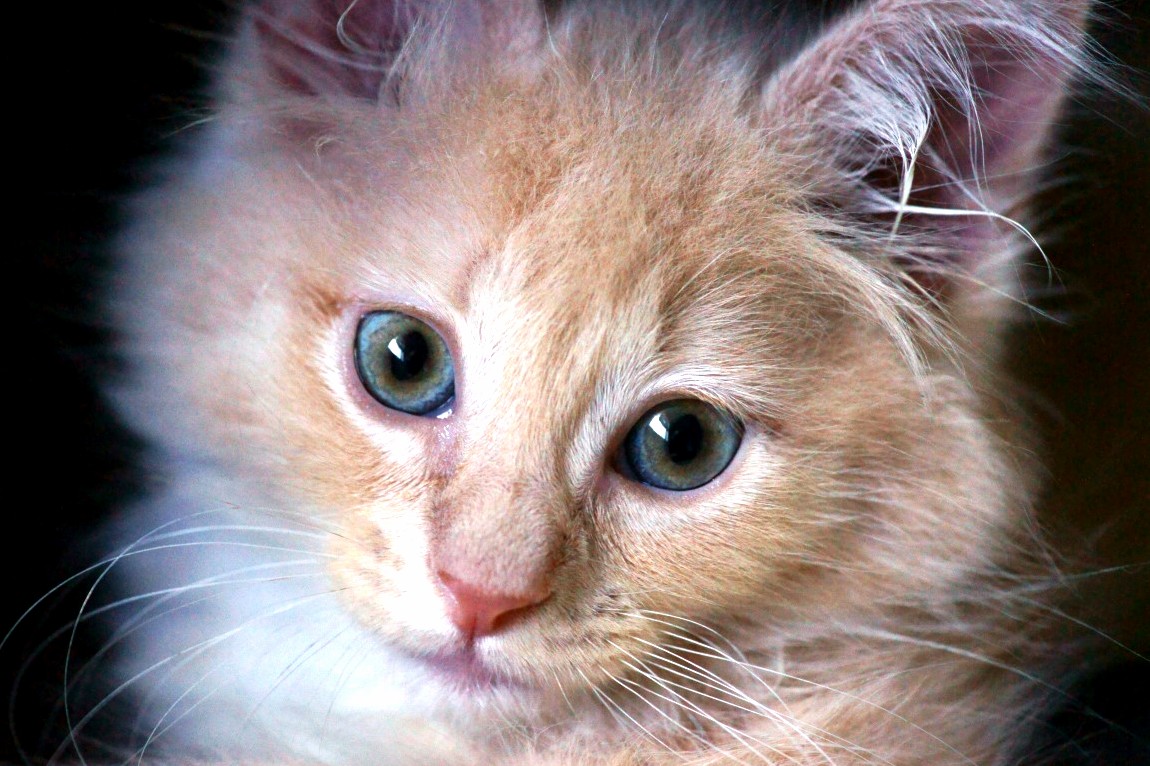 Miss Buttercup 7 Weeks Foster Kitten