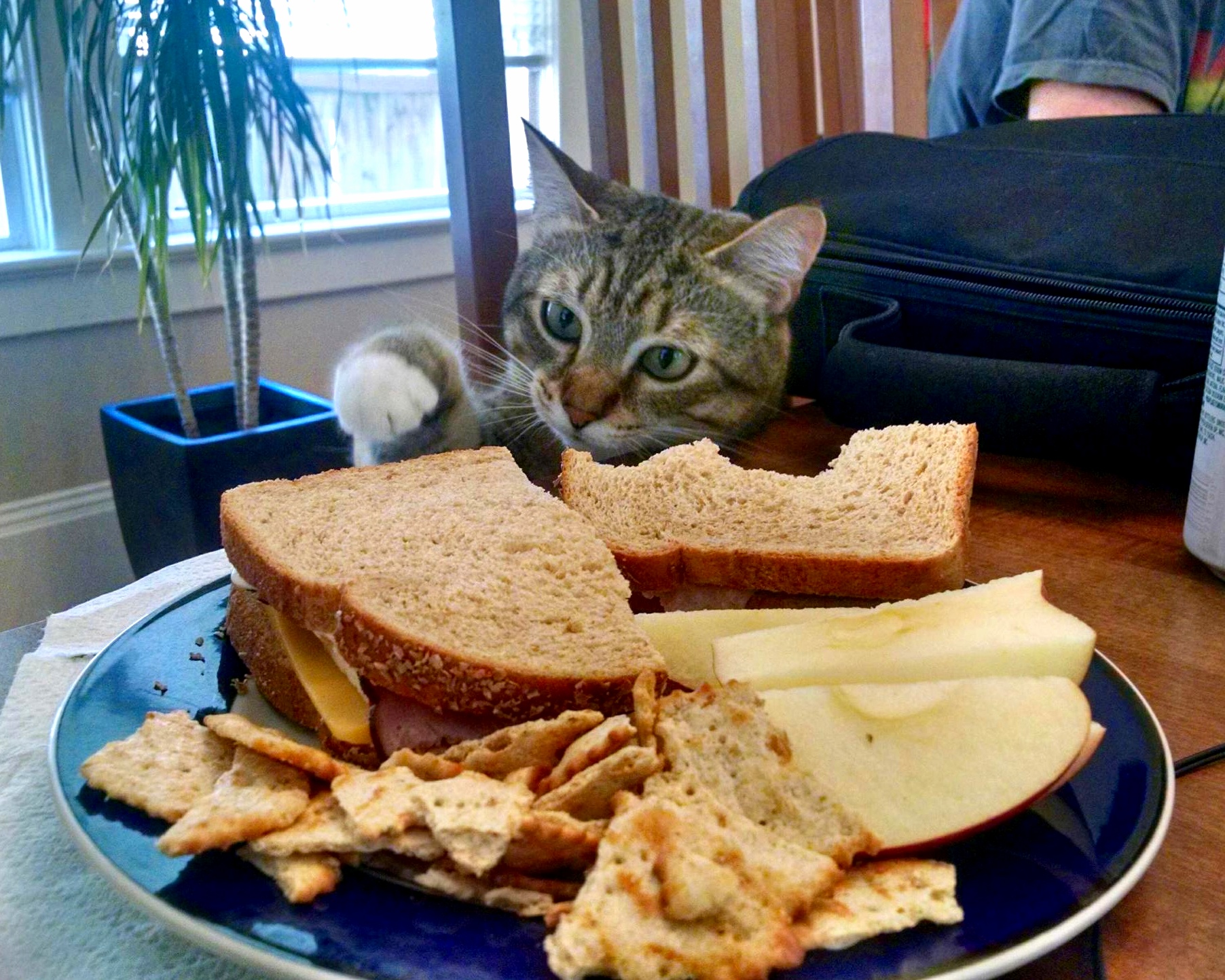 Miss Twyla Tried to Steal My Lunch Today