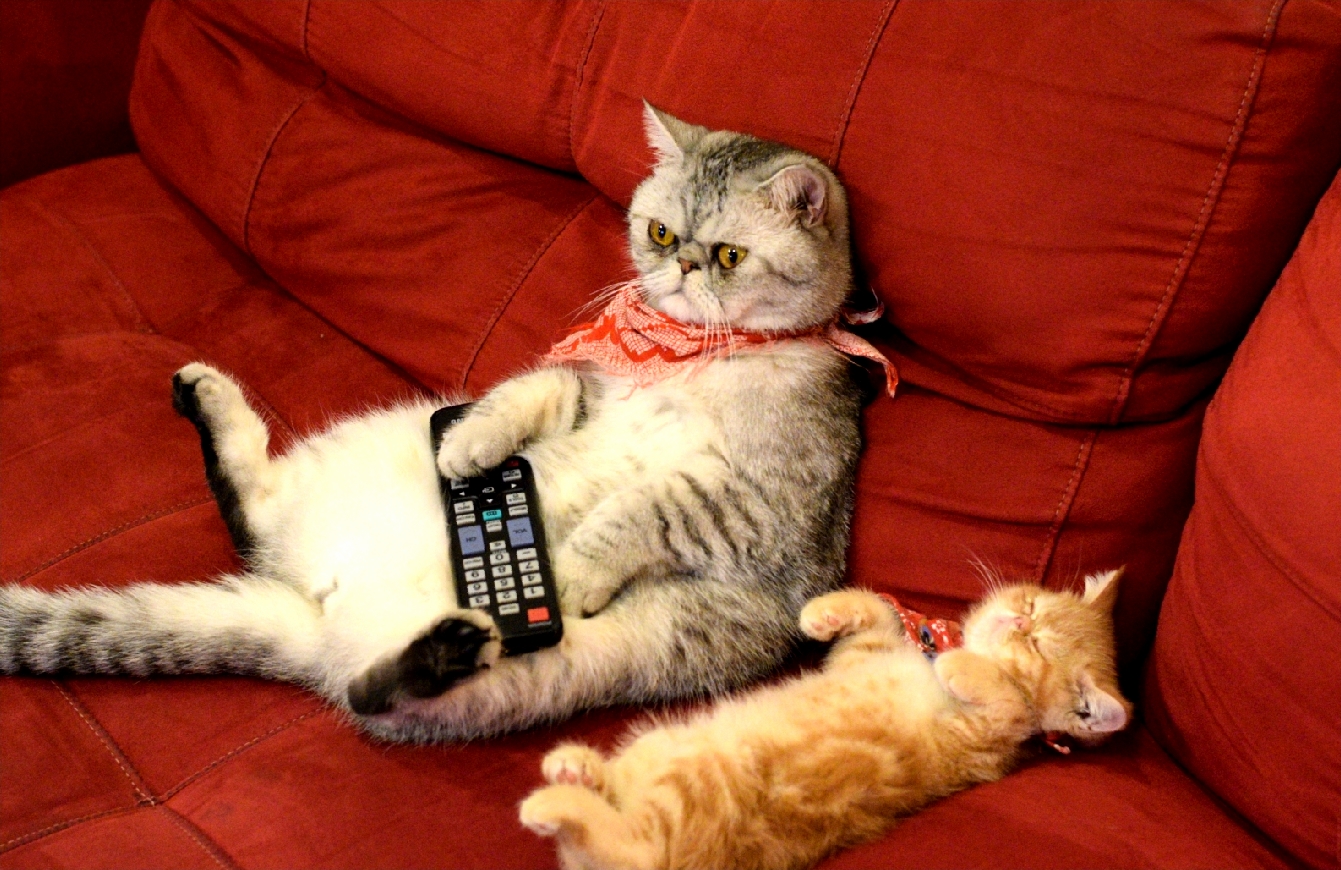 Mr Eggs Cheap Babysitting Service If You Have Cable