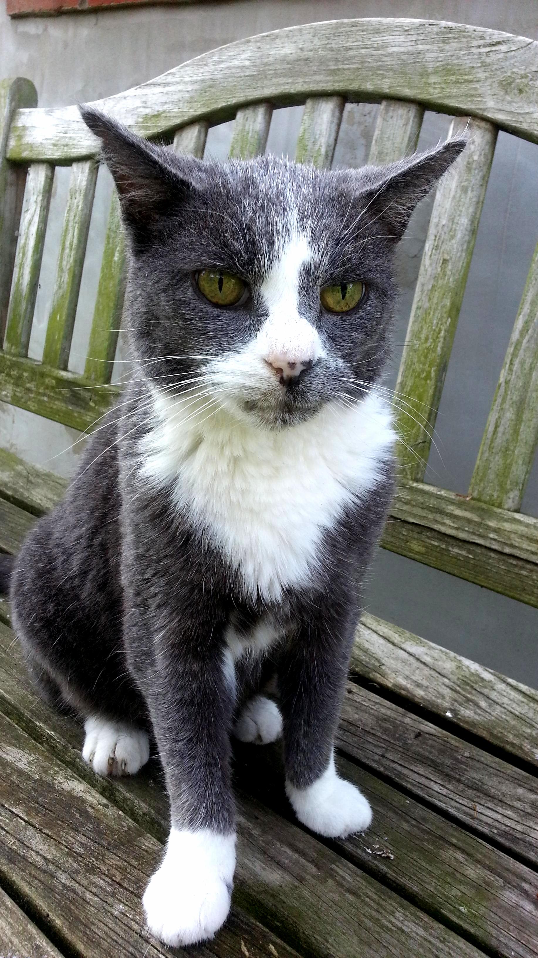 Mr Hedley Looking Stately.