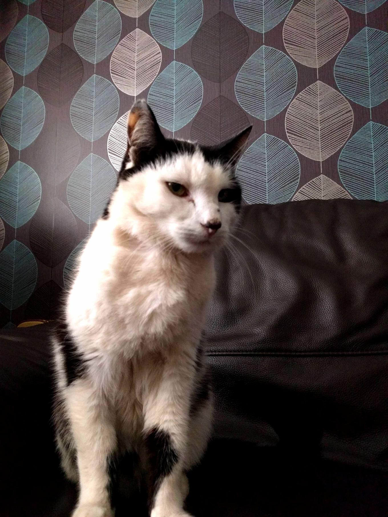 Muffin Just Chillin on the Sofa
