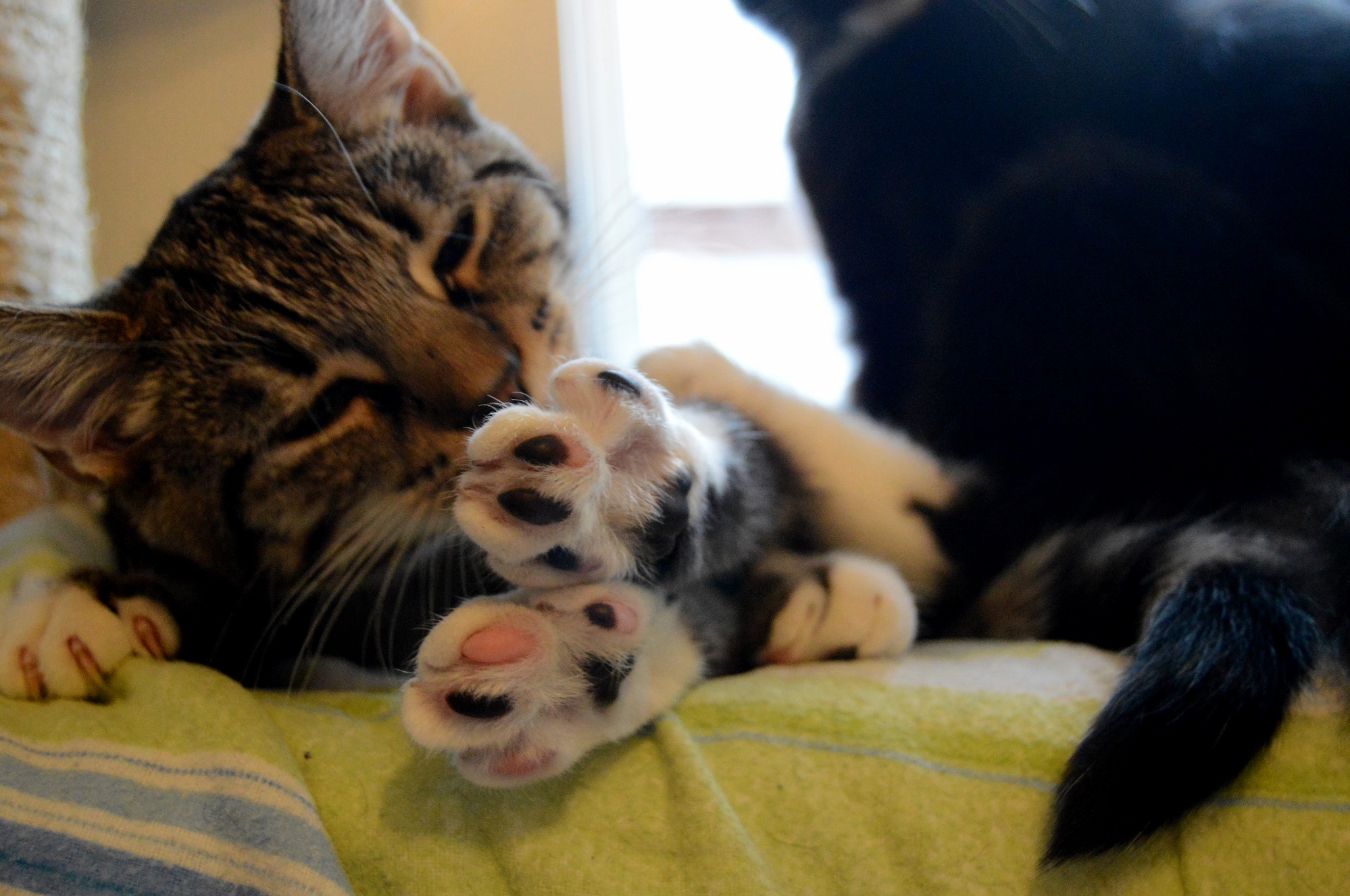 Multi-colored Jellybeans