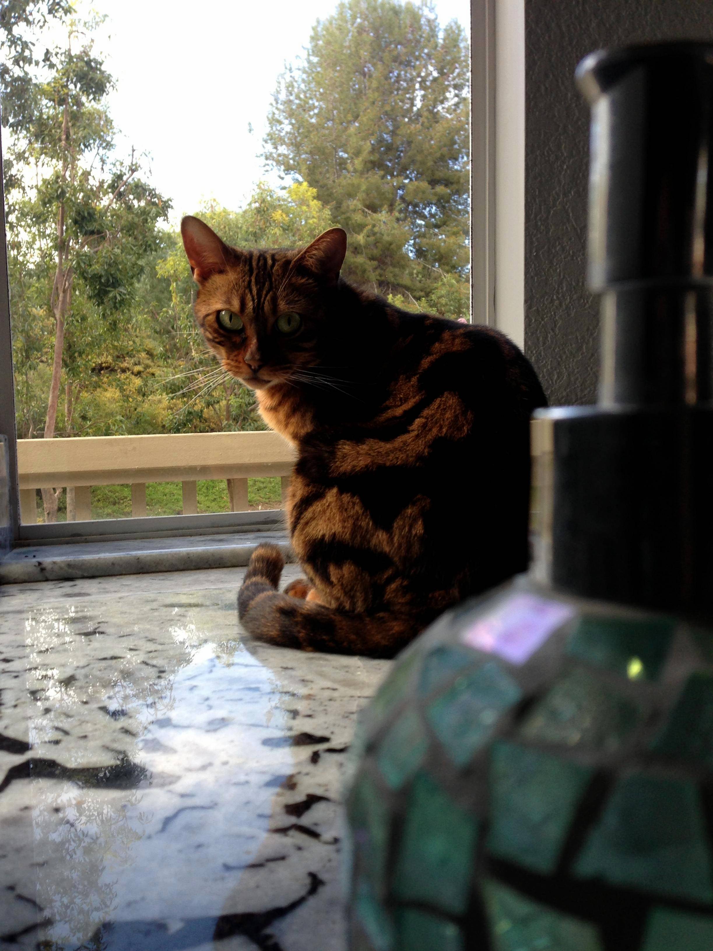 My Bengal Brown Brown
