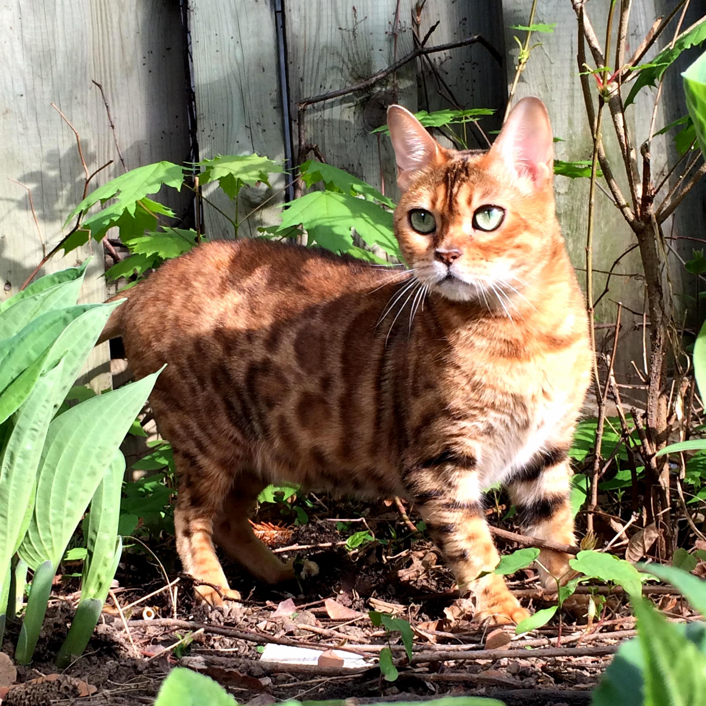 My Bengals Better Than Yours