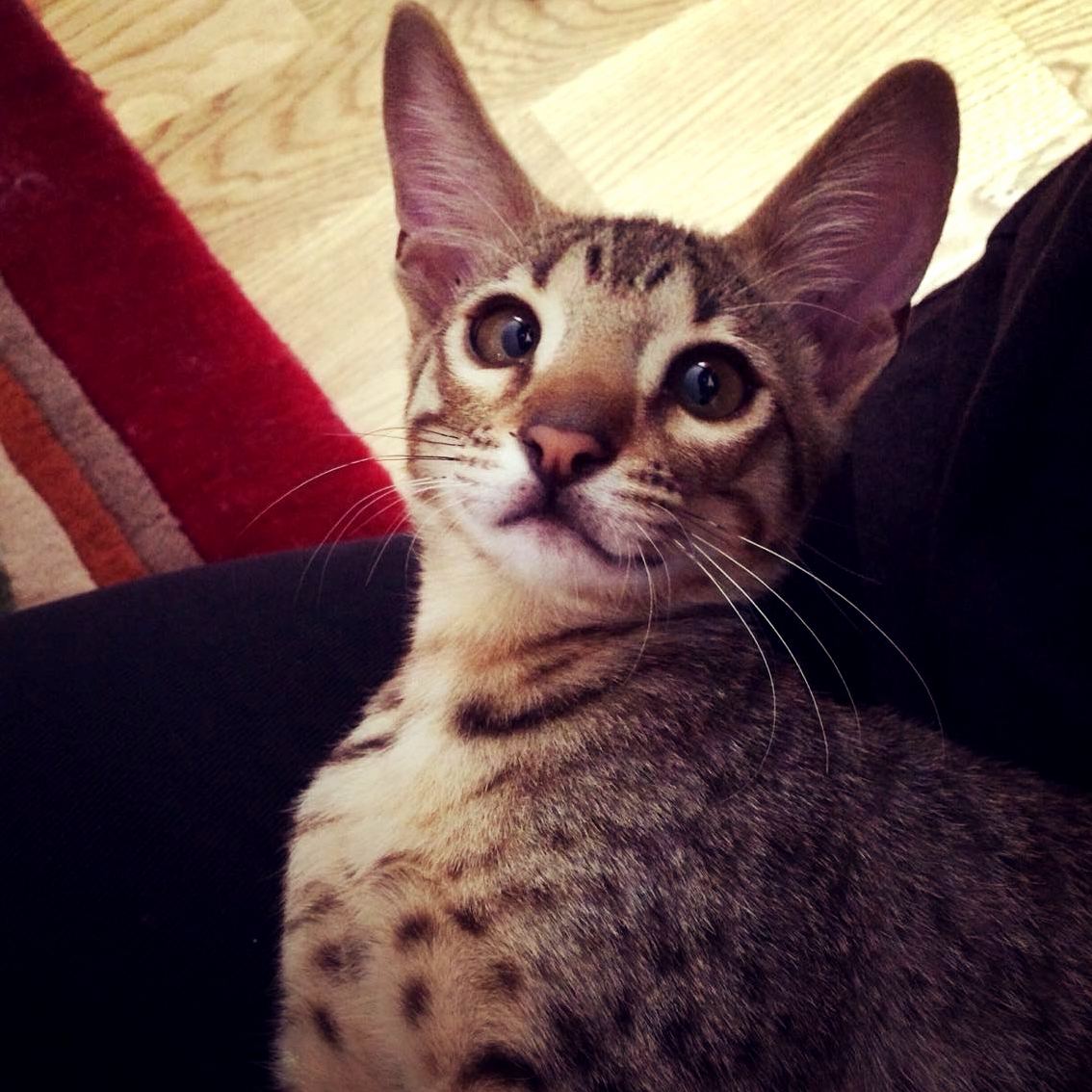 My Best Bud Nimra
