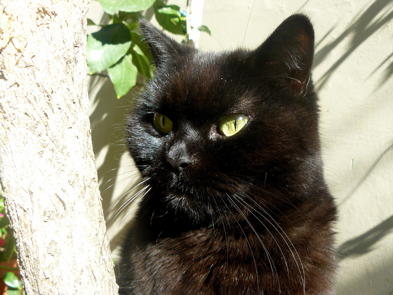 My Black Beauty.