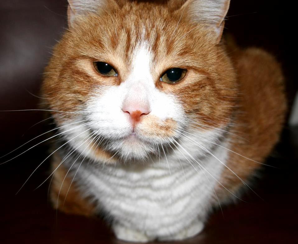 My Boy Toni We Had a Good 18 Years Together.
