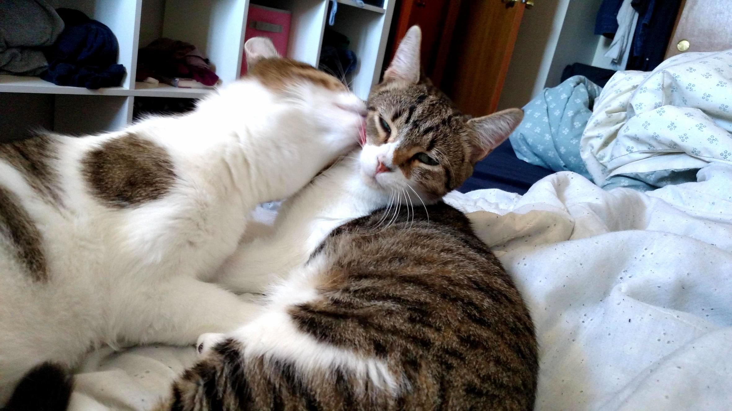 My Boys Just Had Their First Birthday