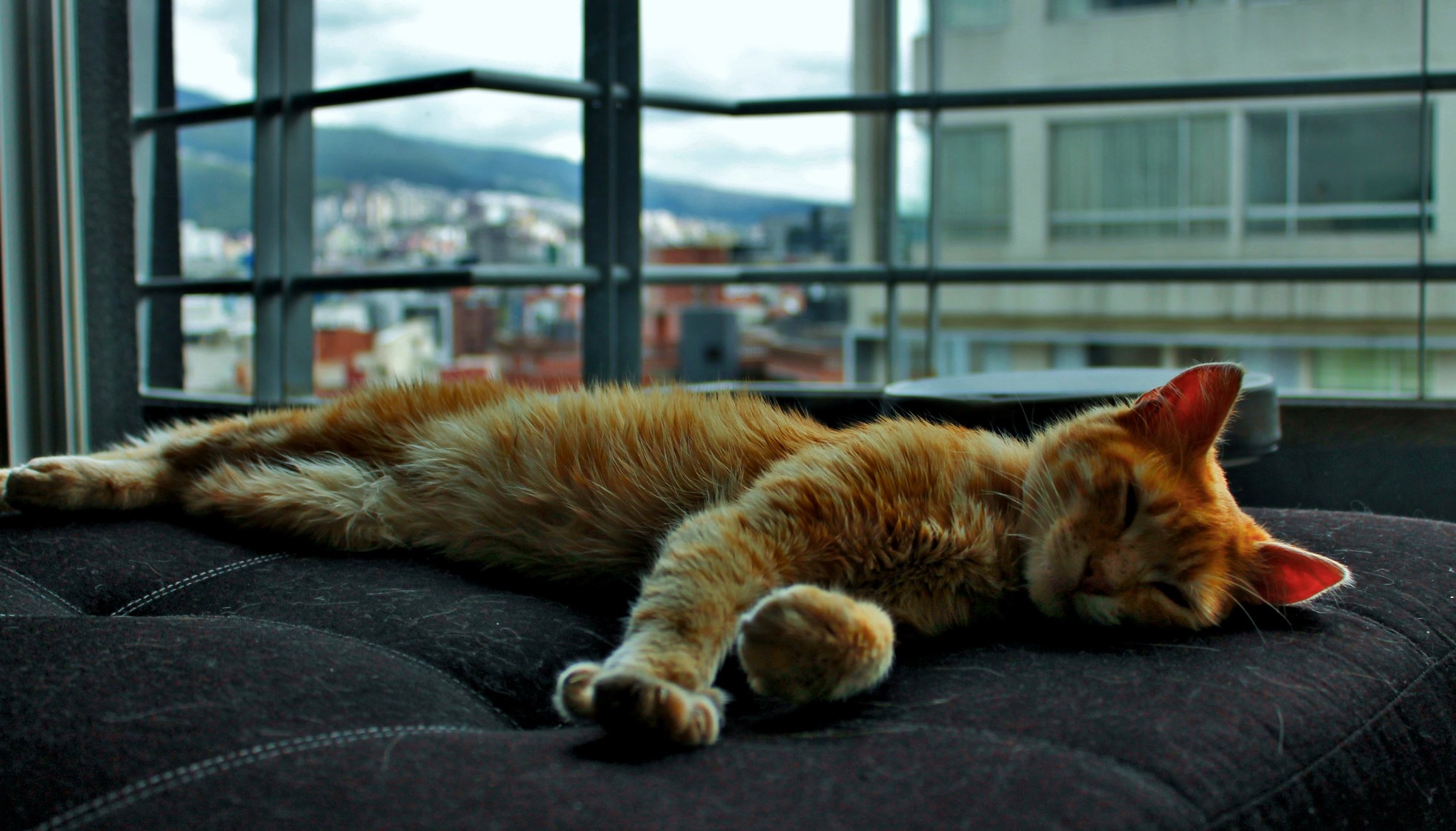 My Brand New Ecuadorian Kitty Kneads in His Sleep