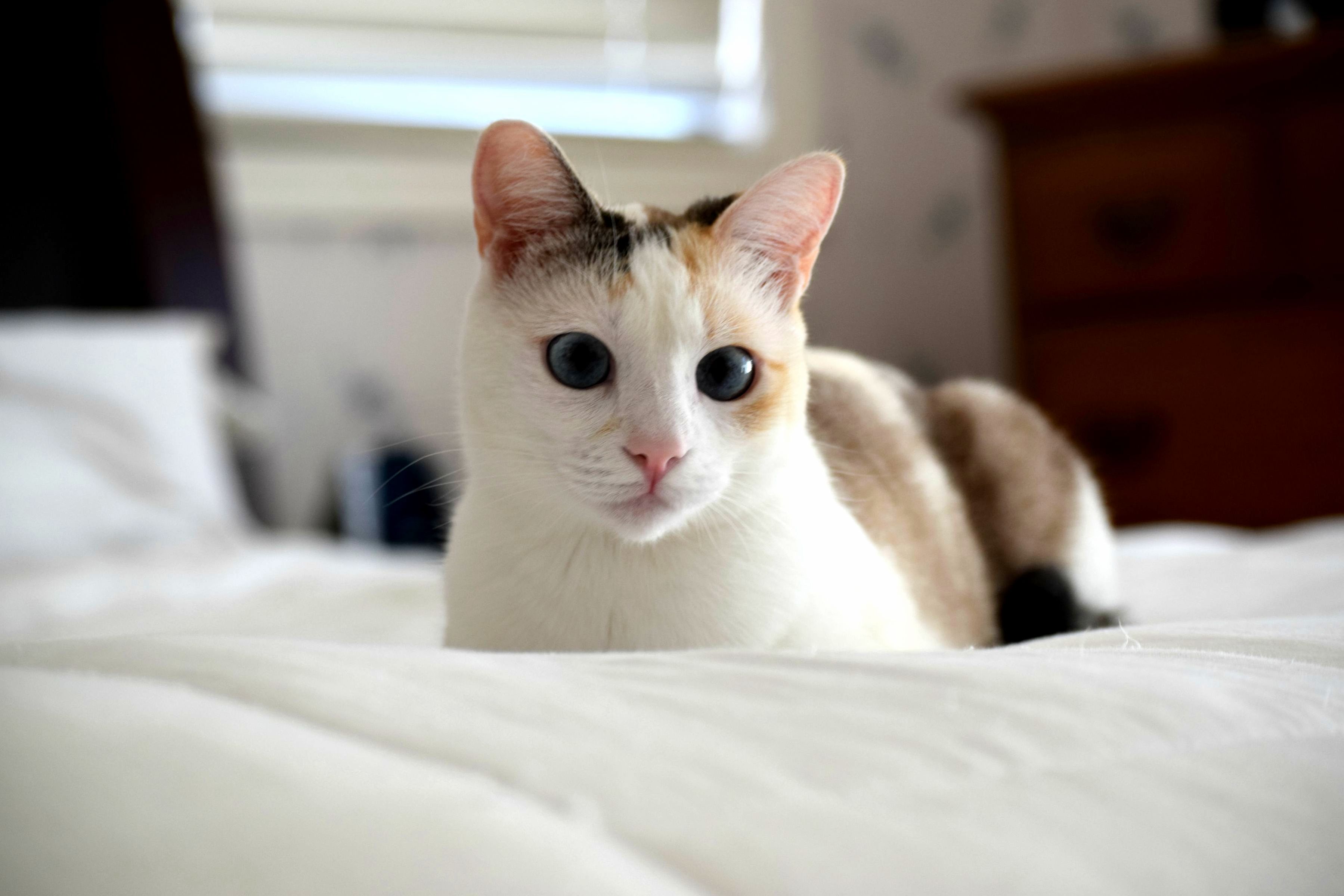 My Brother Let Me Use His New Camera. Cobalt Was a Little Scared of It but Let Me Photograph Her.