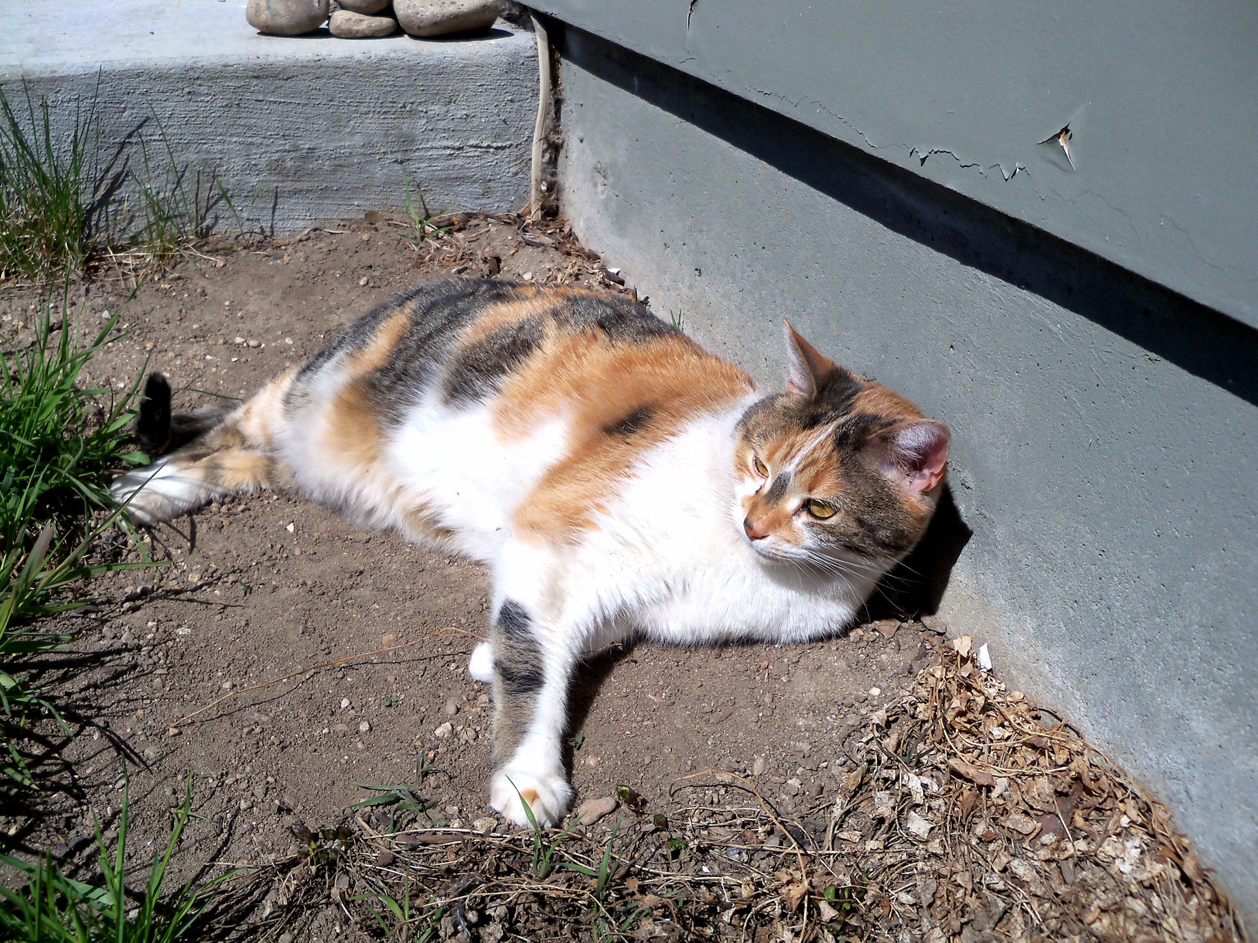 My Cat Abby Loves a Good Dirt Patch