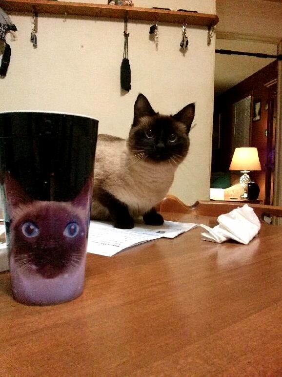My Cat and My Cat Cup