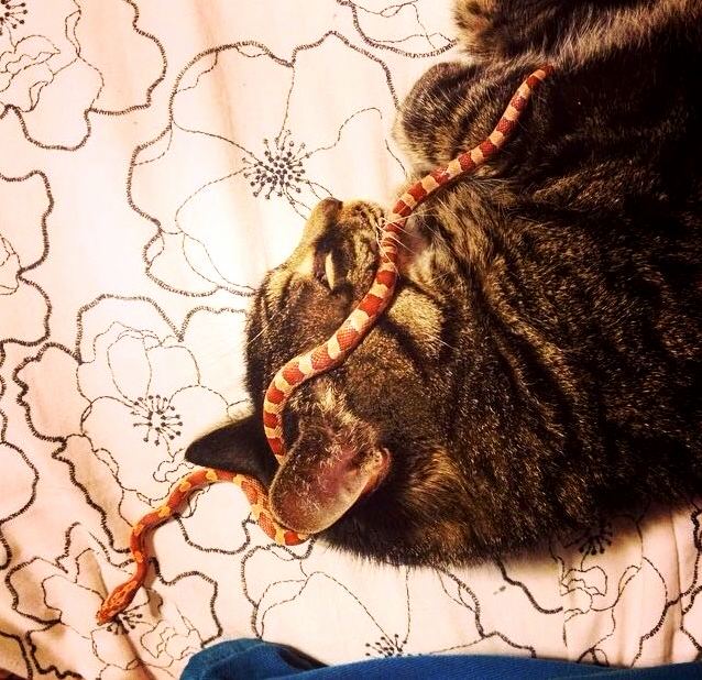 My Cat and Snake Get Along