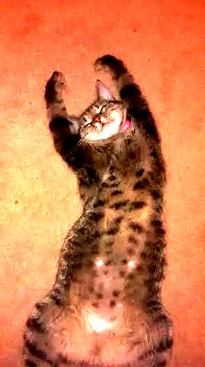 My Cat Cappie Has a Gator on Her Tummy