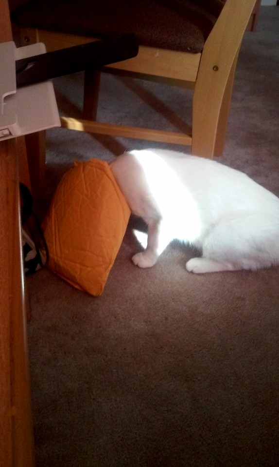 My Cat Checking the Mail