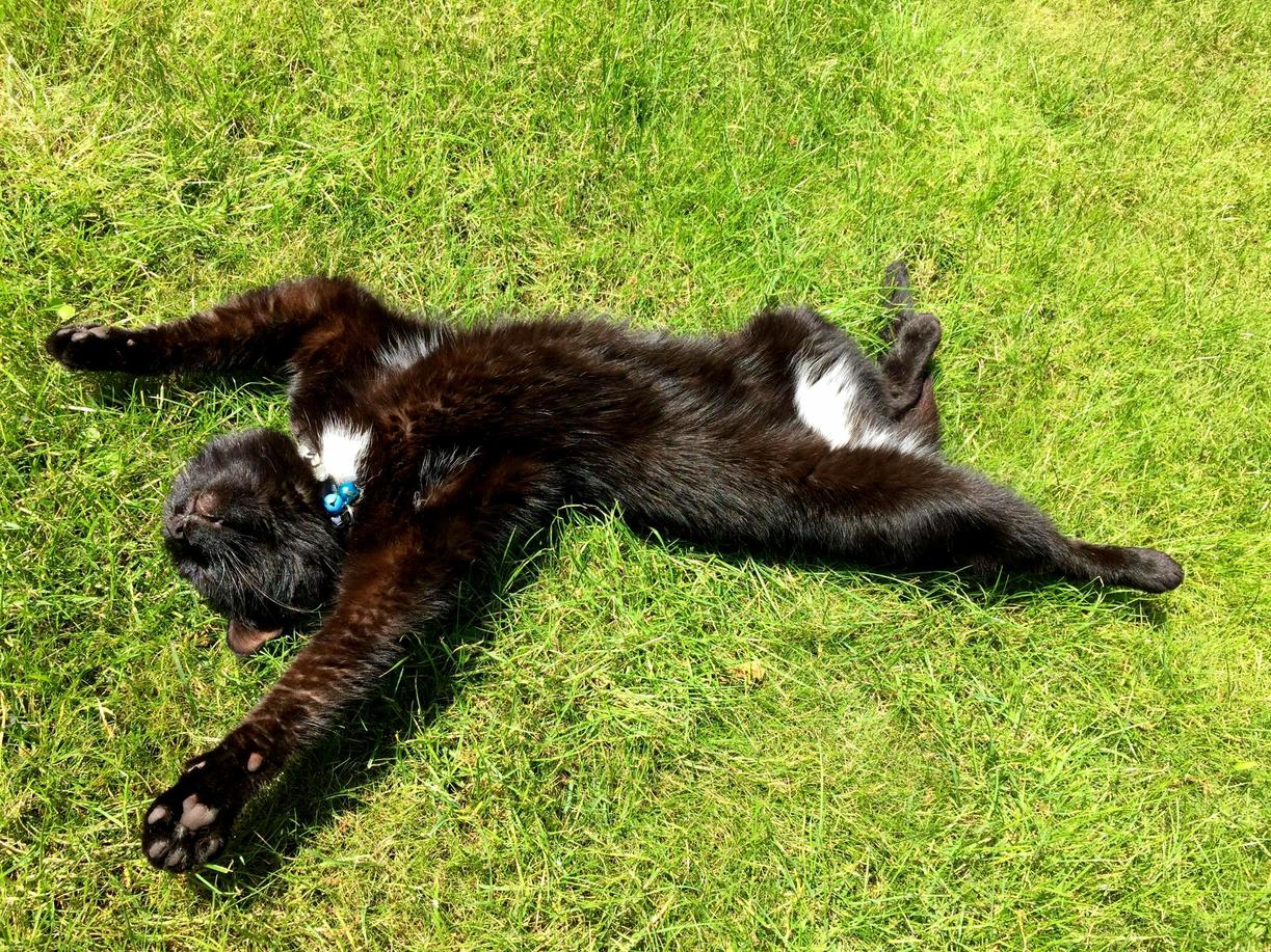 My Cat Decided to Take Up Sunbathing. So Elegant.