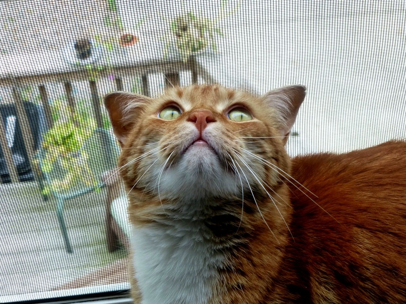 My Cat Focusing in a Flattering Pose