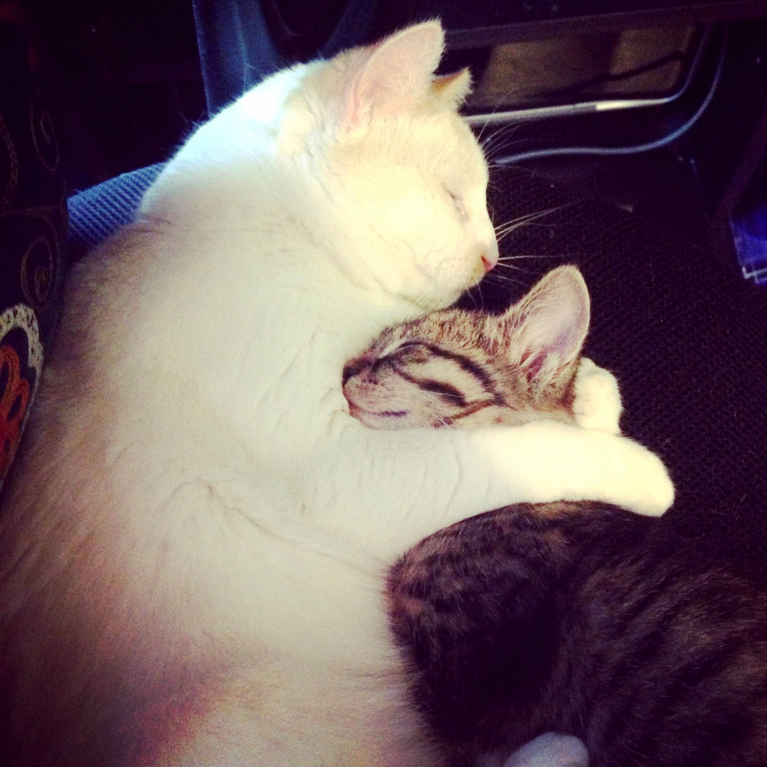 My Cat Is a Better Cuddler Than You