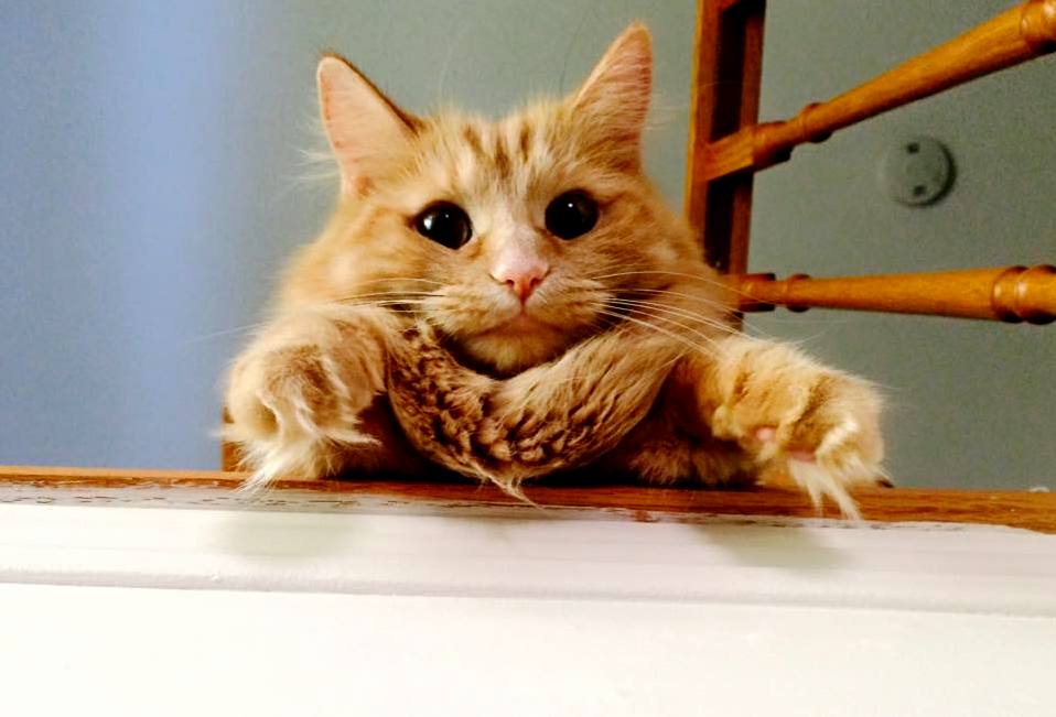 My Cat Is a Bit Weird