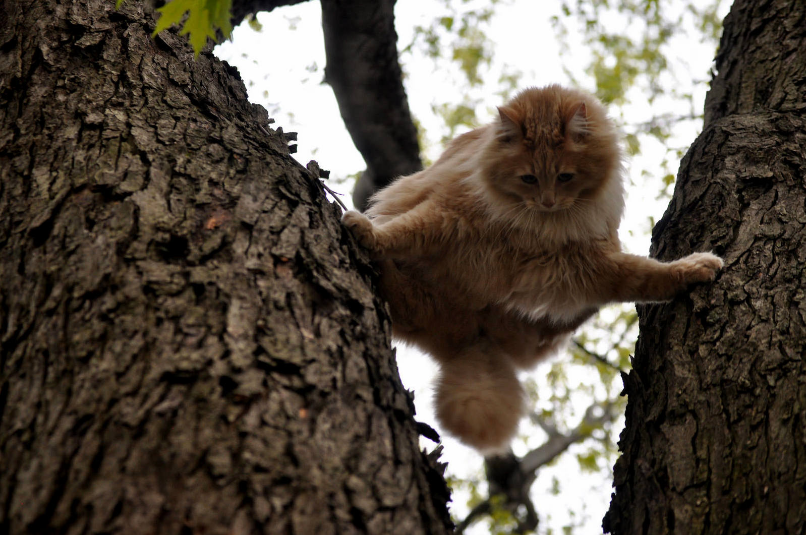 My Cat Is a Ninja