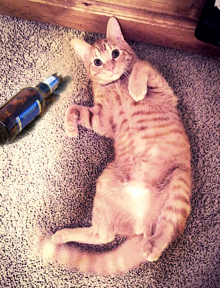 My Cat Laid Down Next to Bottle Perfect Timing...youre Drunk Kitty... Go Home