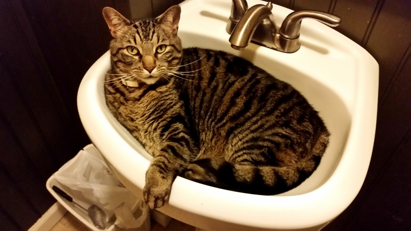 My Cat Likes to Sleep in the Bathroom Sink.