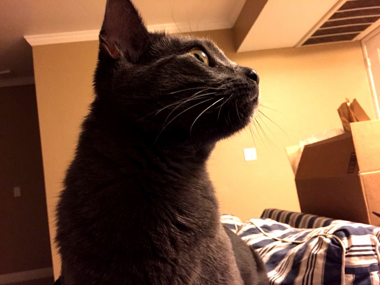 My Cat Looking Like the Head of the Household As He Sat on Me.