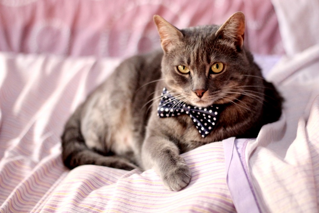 My Cat Looks Really Sophisticated in His New Bow Tie