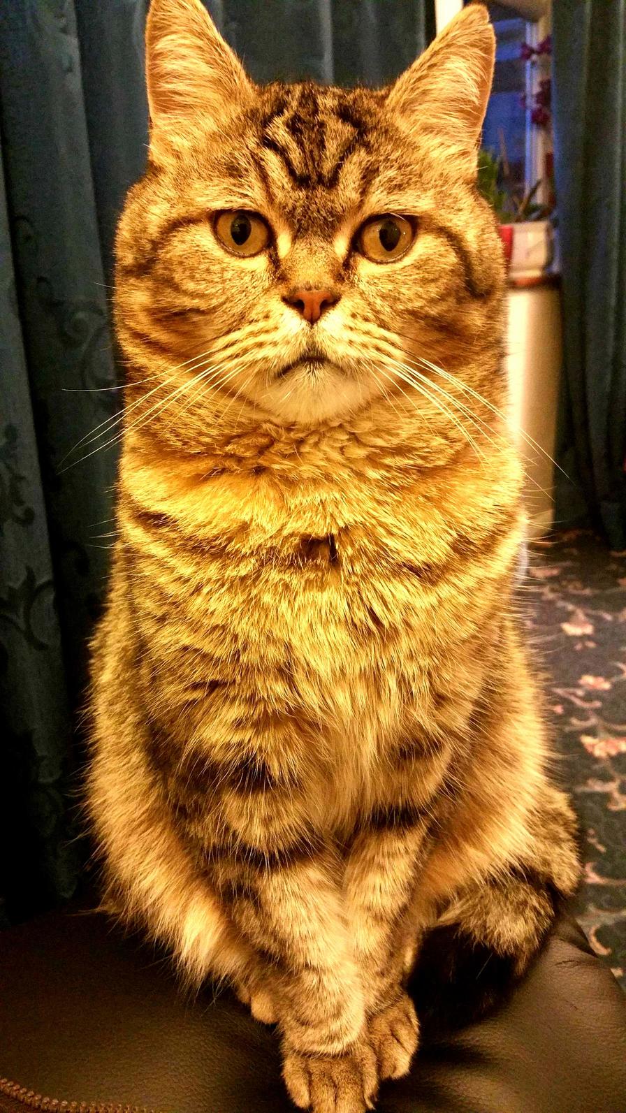 My Cat Miss Till.