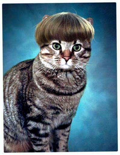 My Cat Netero Looked Like He Was in a School Portrait My Friends Photoshop Took It Next Level.