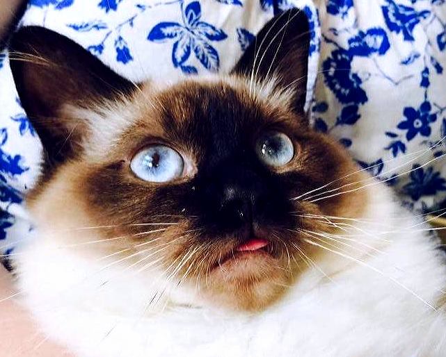 My Cat Percy and His Itty-bitty Blep