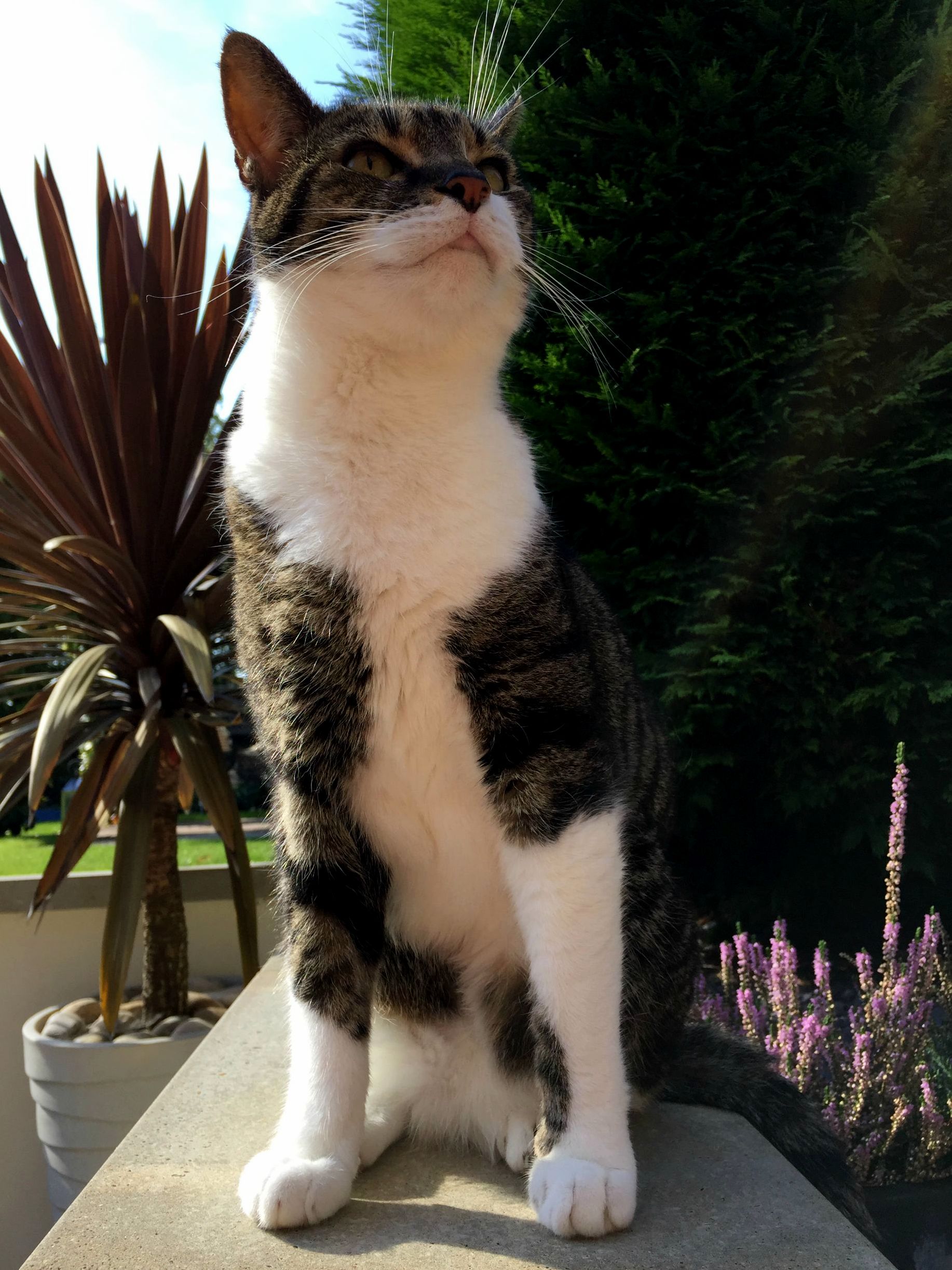 My Cat Pickles Looking Like Hes About to Run for Office