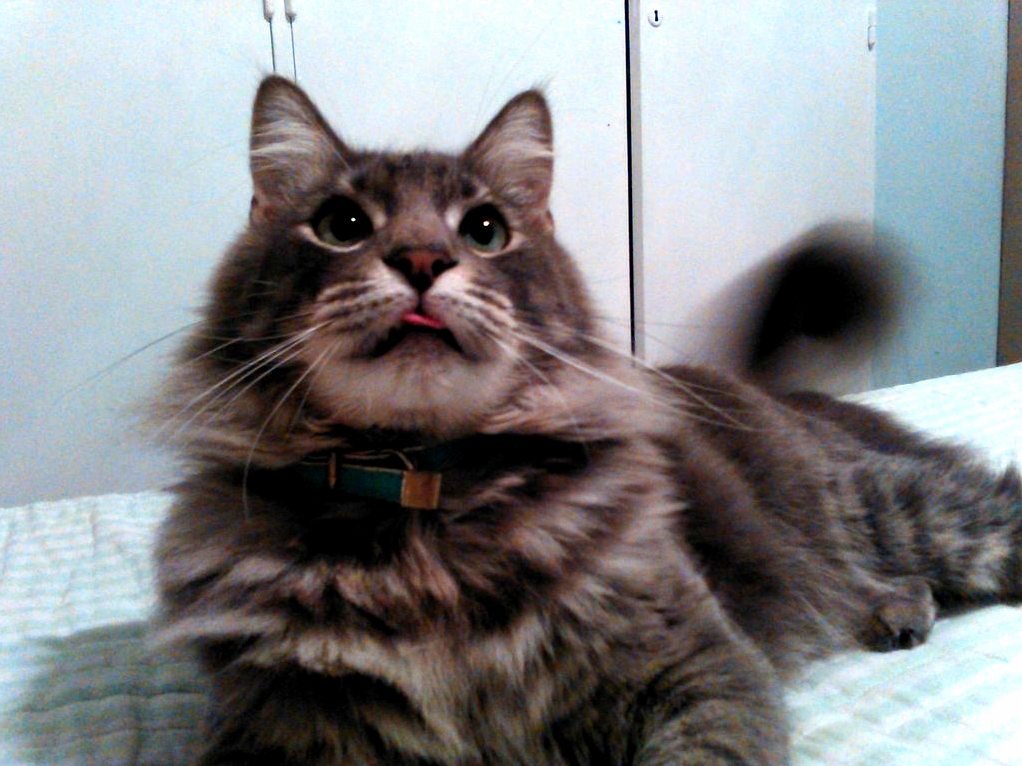 My Cat Ringo Is Not the Brightest of the Bunch.
