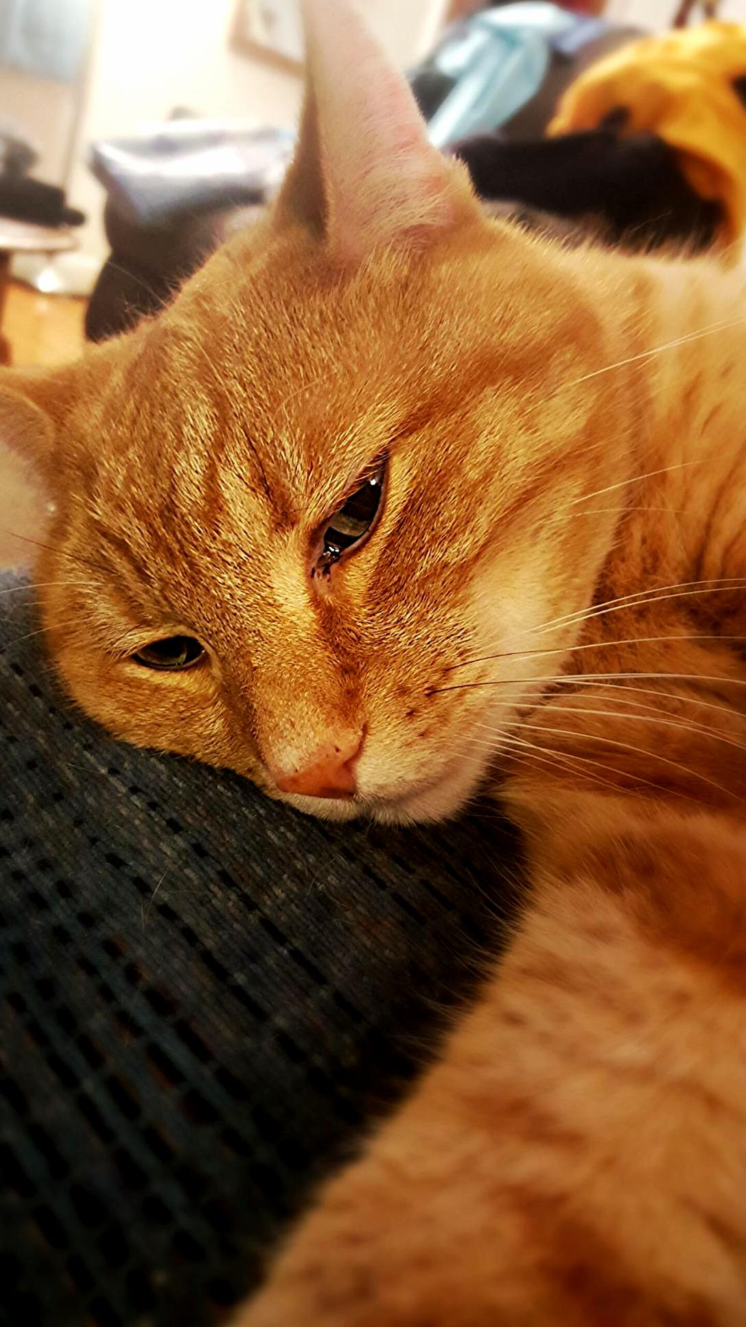 My Cat Took a Selfie for Me